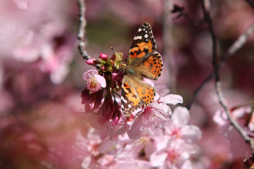 butterfly on flower