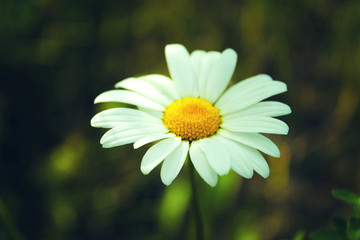 Fototapeta premium white daisy flower