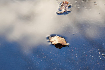 Obraz na płótnie Canvas Autumn leaf in a puddle. Autumn warm weather.