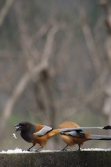 Birds