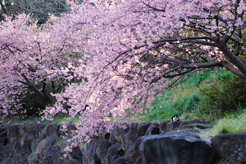 河津桜と猫