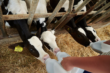 Feeding baby cows 
