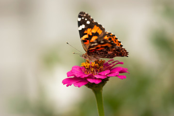 Fototapeta na wymiar Painted Lady Butterfly on Zinnia