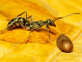 Black Garden Ant, and egg Lasius niger.