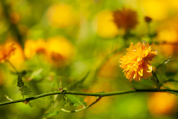 Yellow Japanese Kerria Flower