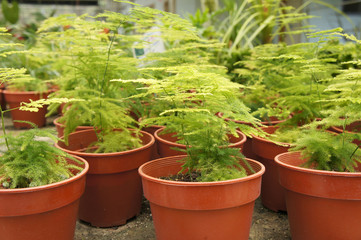 Fototapeta na wymiar Asparagus setaceus or common asparagus fern grow in small plastic containers. Bred for commercial purposes in the plant nursery.