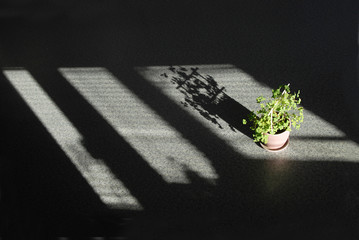 The plant Xantoxalis corniculata in a garden pot is standing on the floor and cast a shaggy shadow....