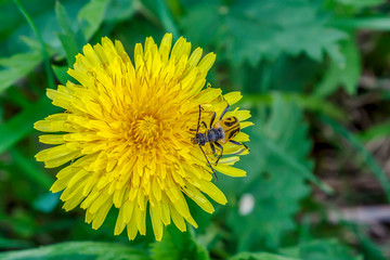 Bright flower of the dandelion (Taraxacum officinale)
