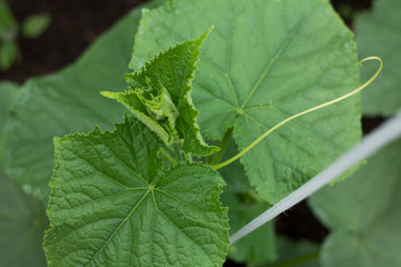 flowering cucumber plants in a greenhouse