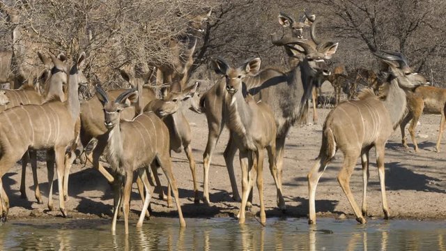 A breeding herd of kudu drinking from a waterhole are startled but then return to enjoying the water.