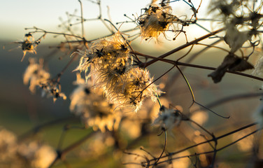 back lighted white fluffy flowers of cotton grass closeup with a sunset light