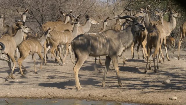 A breeding herd of kudu in Botswana are drinking from a waterhole when they are frightened and start to run away.