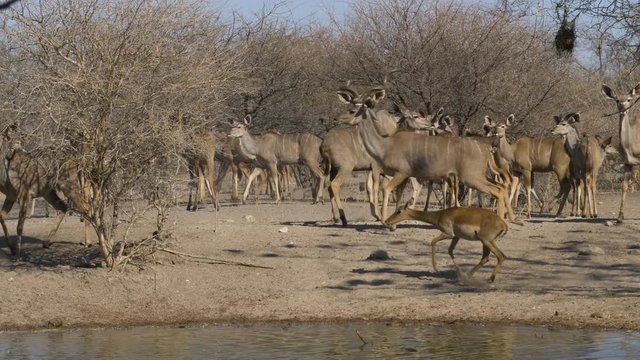 A kudu breeding herd stand in the background as a pool of water ripples in the foreground