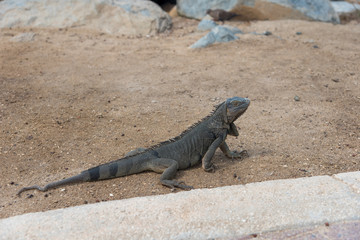 Iguana in natural habitat on the island of Aruba. Netherlands Antilles