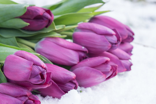 Tulips on the snow in early spring