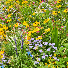 Many colorful flowers as a spring background