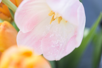 Fototapeta na wymiar Tulips on the snow in early spring