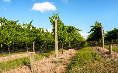 Fototapeta na wymiar Straight rows of grape vine. Wine valley in Barossa, South Australia.
