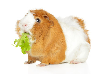 Cute Guinea pig chewing salad