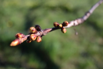 Buds. Spring plants. Budding on a tree