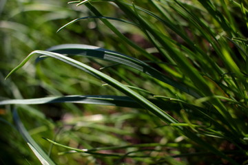 Grass texture. Fresh spring grass