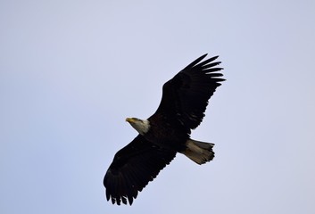 bald eagle with spread wing flying low above