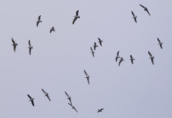 large flock of seagulls circling in the sky