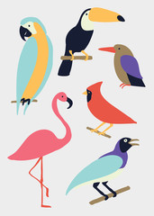 Vector bird illustration