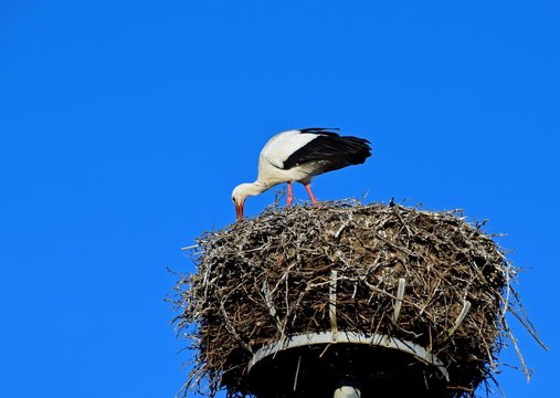 European white stork building a large neast, blue sky in the background