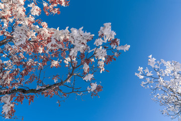 tree branches with red leaves covered in snow against a blue clear sky