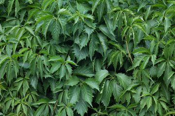 background with leaves of wild grapes, green background