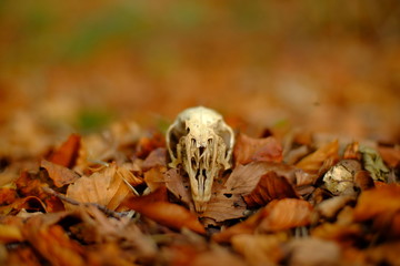 rabbit skull
