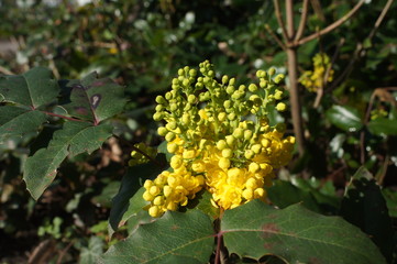 SONY DSC
