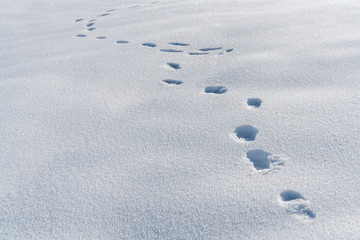 footprints in the snow