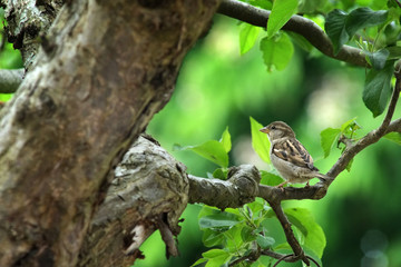 Passer montanus)