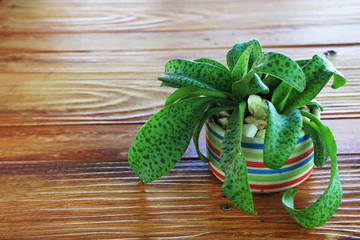  tree decoration on wooden background
