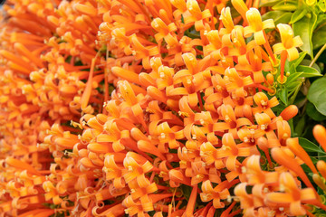 close up Pyrostegia venusta or Orange trumpet, Flame flower in garden