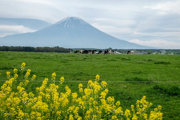 Cow in the foot of Mount Fuji at Asagiri Kogen,Japan.