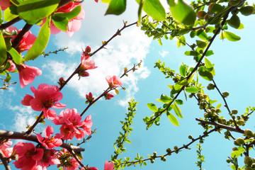 sfondo primavera fiori rami di mela