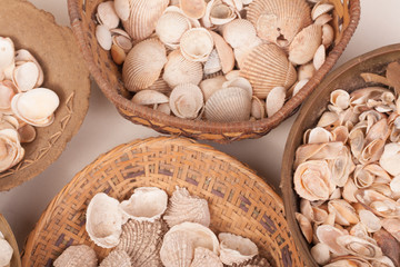 sea shells in a vase