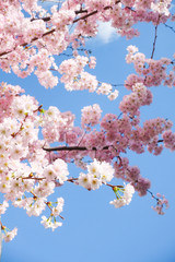 sakura rosa giappone