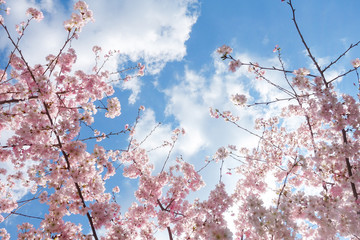 sfondo bello primavera fiori rosa di ciliegio - Powered by Adobe