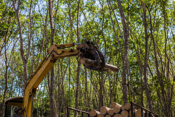 Wood tree cut in forest with machine