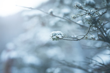 snow ice on tree fir branch in winter after snowstorm use for background and wallpaper