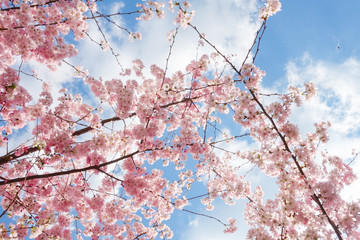 primavera fiori rosa di pesca
