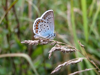 Common Blue butterfly on ears of wild wheat close-up. Polyommatus icarus on spring meadow, beauty of green nature