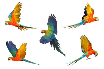 Set of macaw parrot isolated on white background © Passakorn