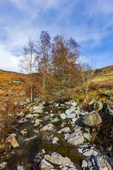 A view of a rocky mountain stream with some dry trees and grassy slopes under a majestic blue sky and white clouds