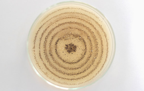 Colletotrichum Capsici On PDA Media In Plate, Anthracnose Pepper Disease On White Background.