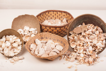 sea shells in a vase